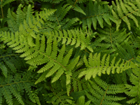 Hardy Fern Polystichum braunii